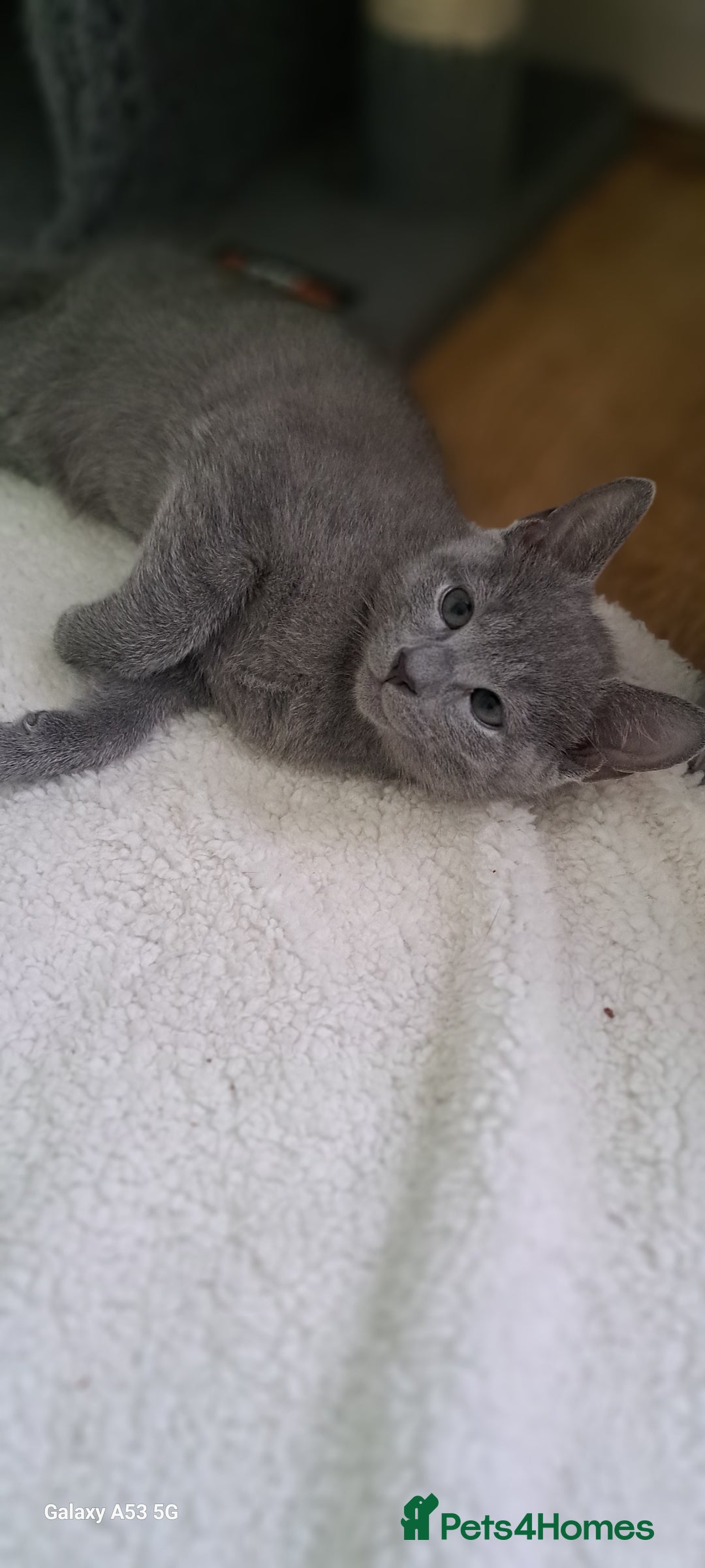 Russian Blue cats for sale: TICA 5* Pedigree Russian Blue Kittens - Image 21