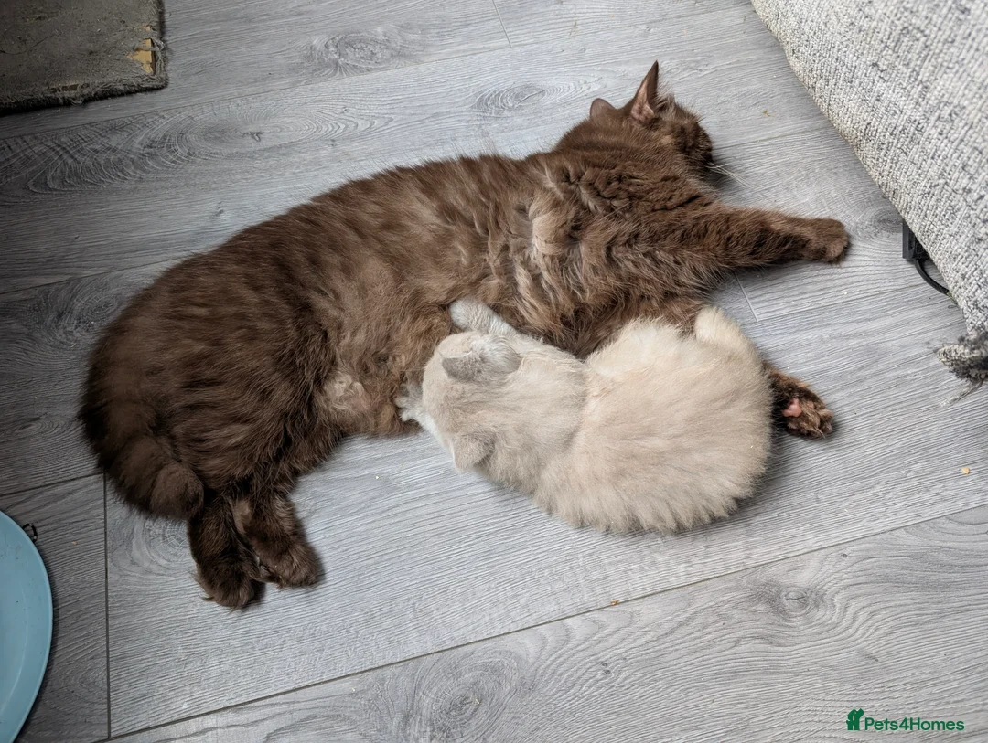 British Longhair cats for sale: 2 lilac fawn British bsh/blh kittens  - Advert 1