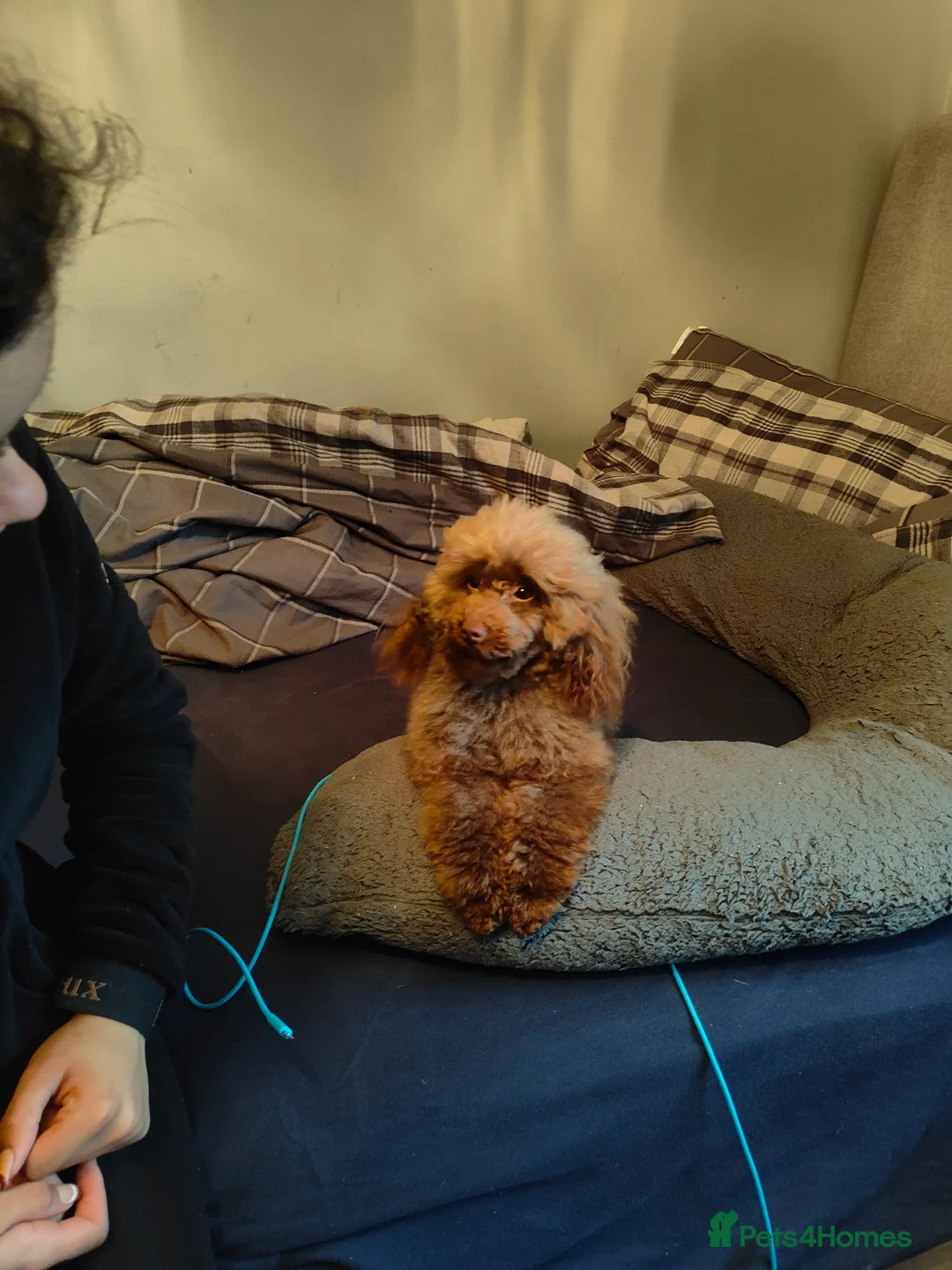 Toy Poodle dogs for stud: Stunning Chocolate Toy Poodle  in Stafford - Advert 9