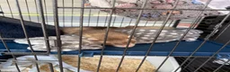 Ferret rodents for sale: Baby boy ferrets  - Advert 4