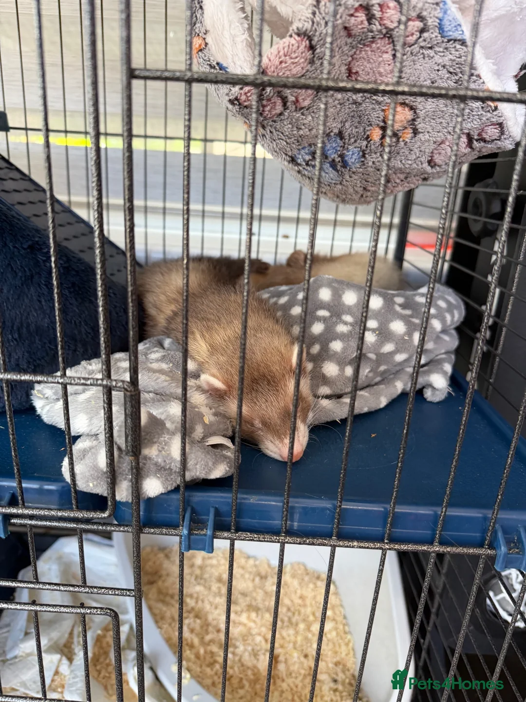 Ferret rodents for sale: Baby boy ferrets  - Advert 4