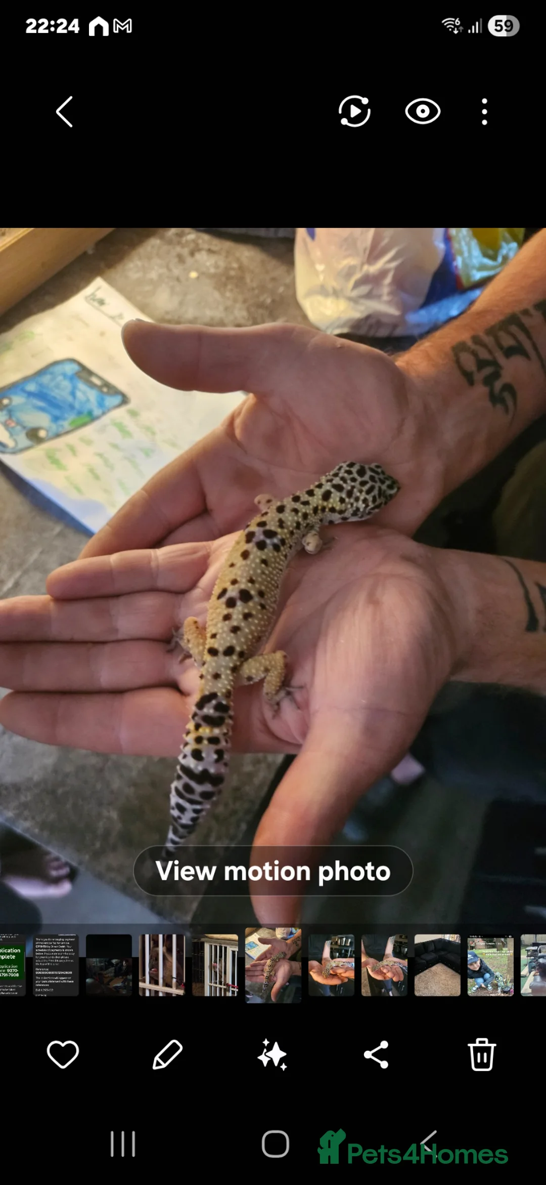 Leopard Gecko reptiles for sale: Leapard Gecko in Newark - Advert 3
