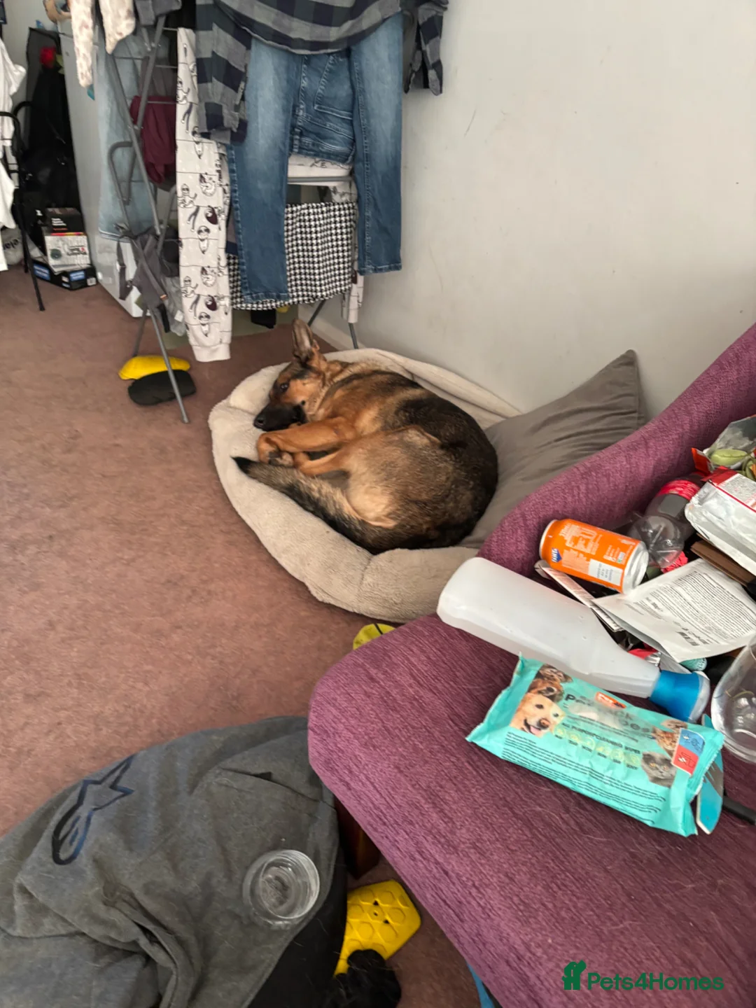 German Shepherd dogs for sale: Working line german shepherd female in Farnham - Advert 2