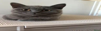 British Shorthair 1