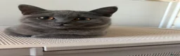 British Shorthair cats for sale: British short hair female  - Advert 4