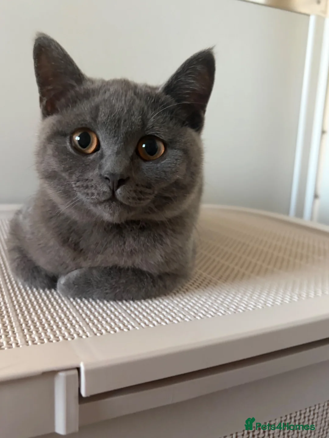 British Shorthair cats for sale: British short hair female  - Advert 4