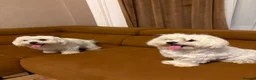Maltese dogs for sale: Two Beautiful Bichon Maltese Brothers  - Advert 6