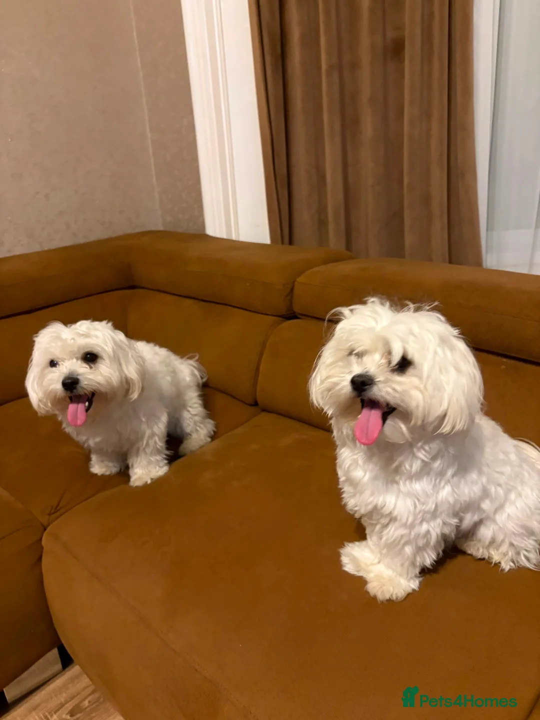 Maltese dogs for sale: Two Beautiful Bichon Maltese Brothers  - Advert 6