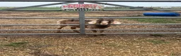 Goats livestock for sale: 3 goats in Fareham - Advert 3