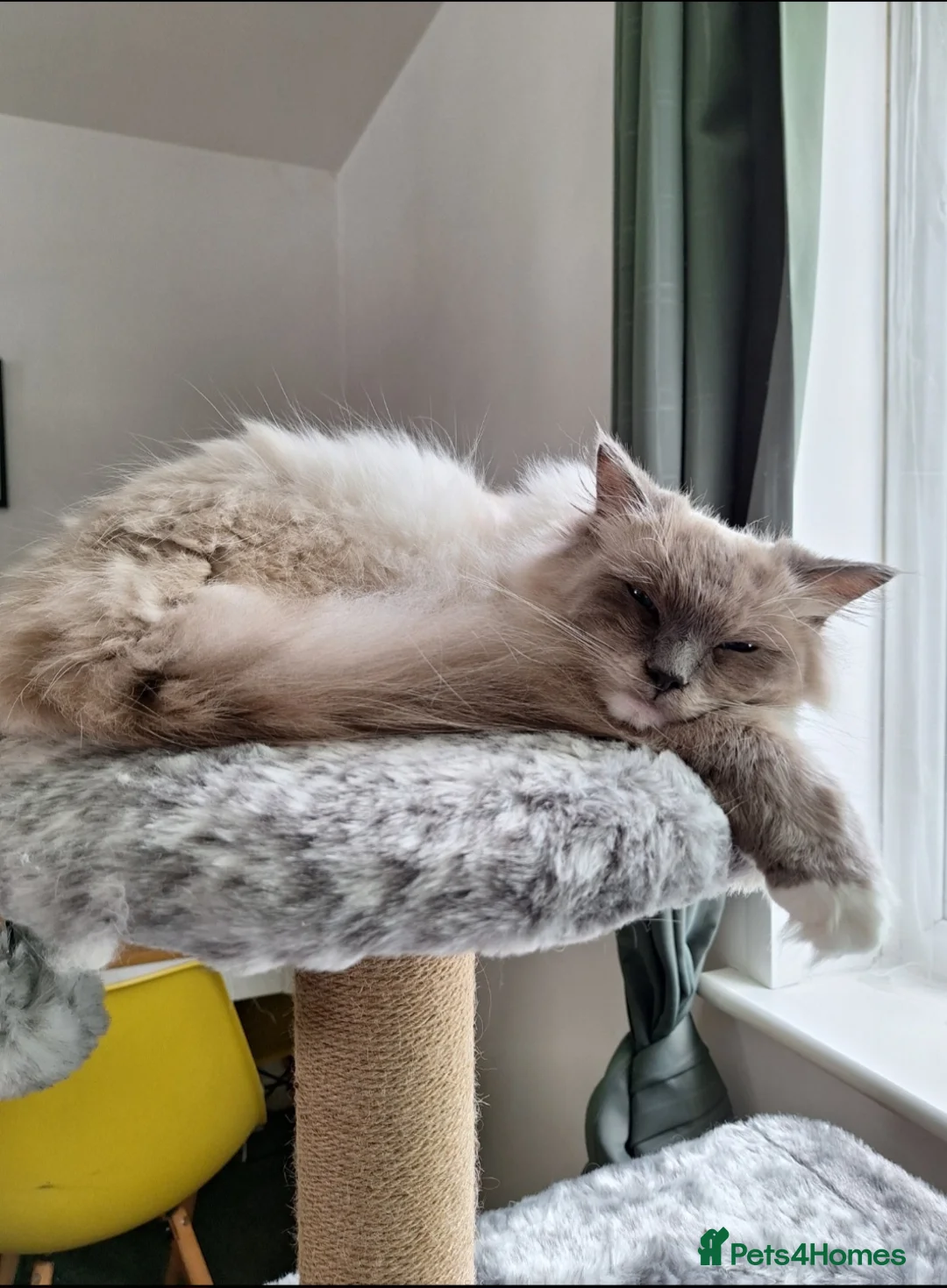 Ragdoll cats for sale: Male ragdoll cat - Advert 6