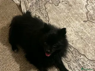 Pomeranian dogs Pomeranian - Advert 1