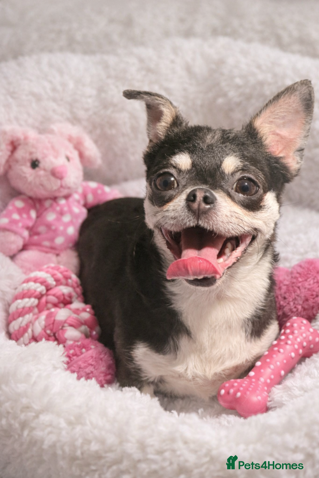 Chihuahua dogs Stunning smoothcoat black little chihuahua female  - Advert 2