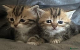 British Shorthair cats for sale: Kittens  - Image 8