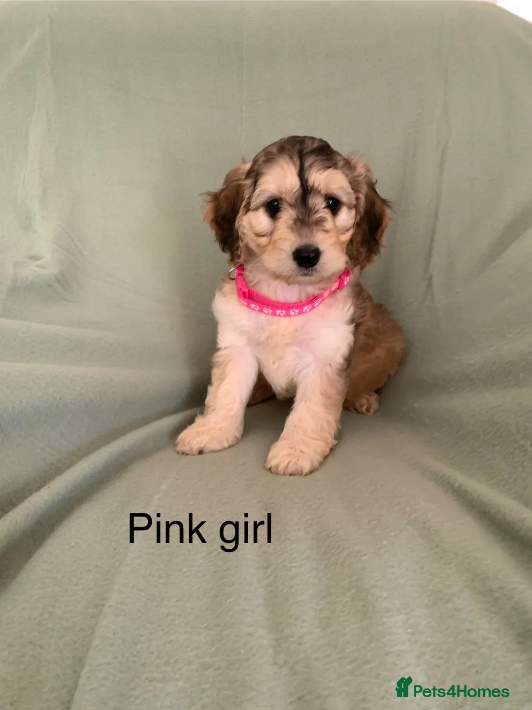 Cockapoo dogs for sale: Cockerpoo puppies - Advert 9