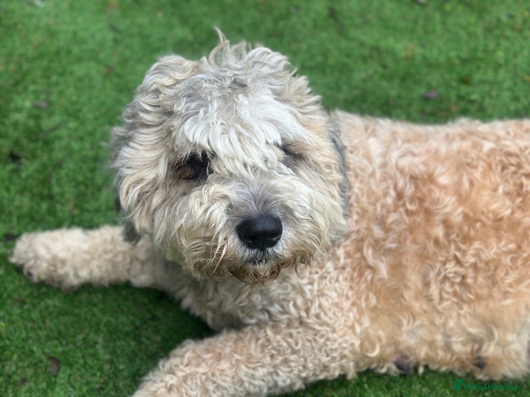Mixed Breed dogs for sale: F1 SAINTBERNADOODLE GIRL - Advert 7