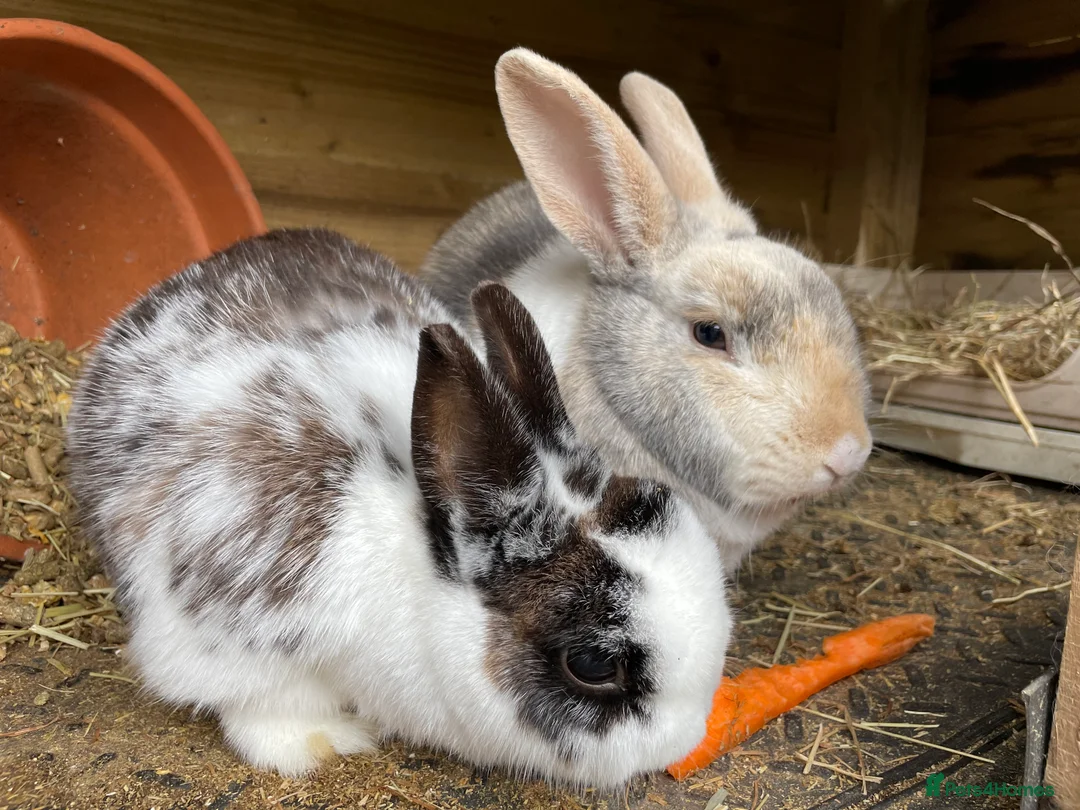 Mixed Breed rabbits for sale: Bonded Mixed Bunnies  - Advert 2