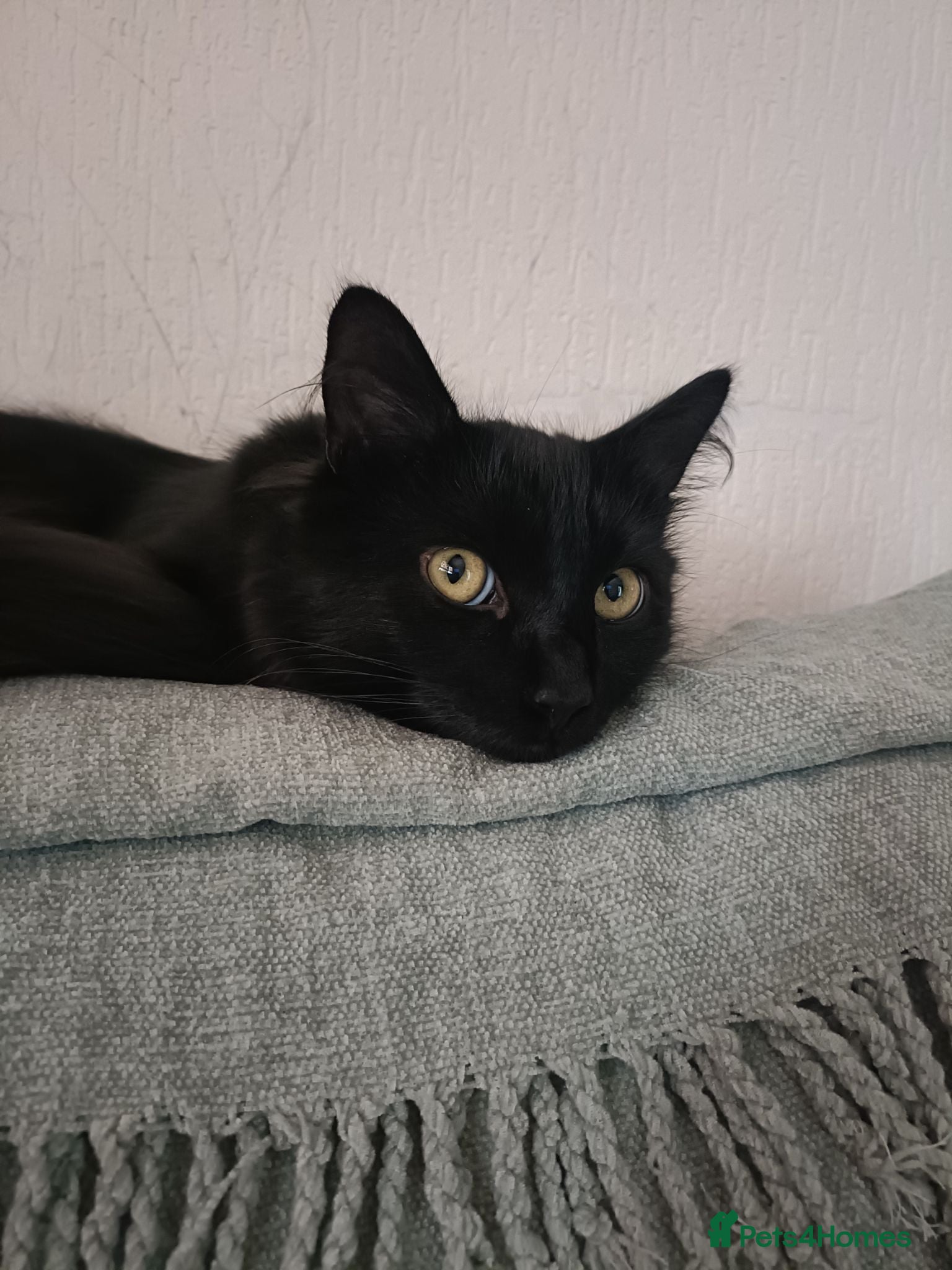 Mixed Breed cats Noodles Needs a Home with a Garden - Advert 2