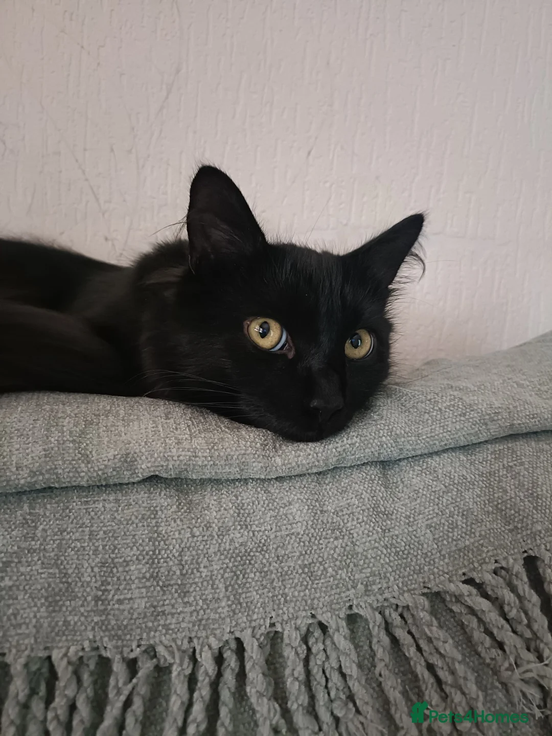 Mixed Breed cats for sale: Noodles Needs a Home with a Garden - Advert 1