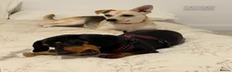 Mixed Breed dogs for adoption: 💙 THOR, 💙MONTY & ❤️COCO – THREE LITTLE SAUSAGES in Burton-on-Trent - Advert 7