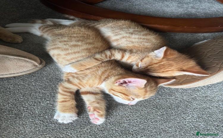 Mixed Breed cats for sale - Advert 1
