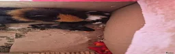 Guinea Pig rodents for sale: Guinea pigs  in Stoke-on-Trent - Advert 3