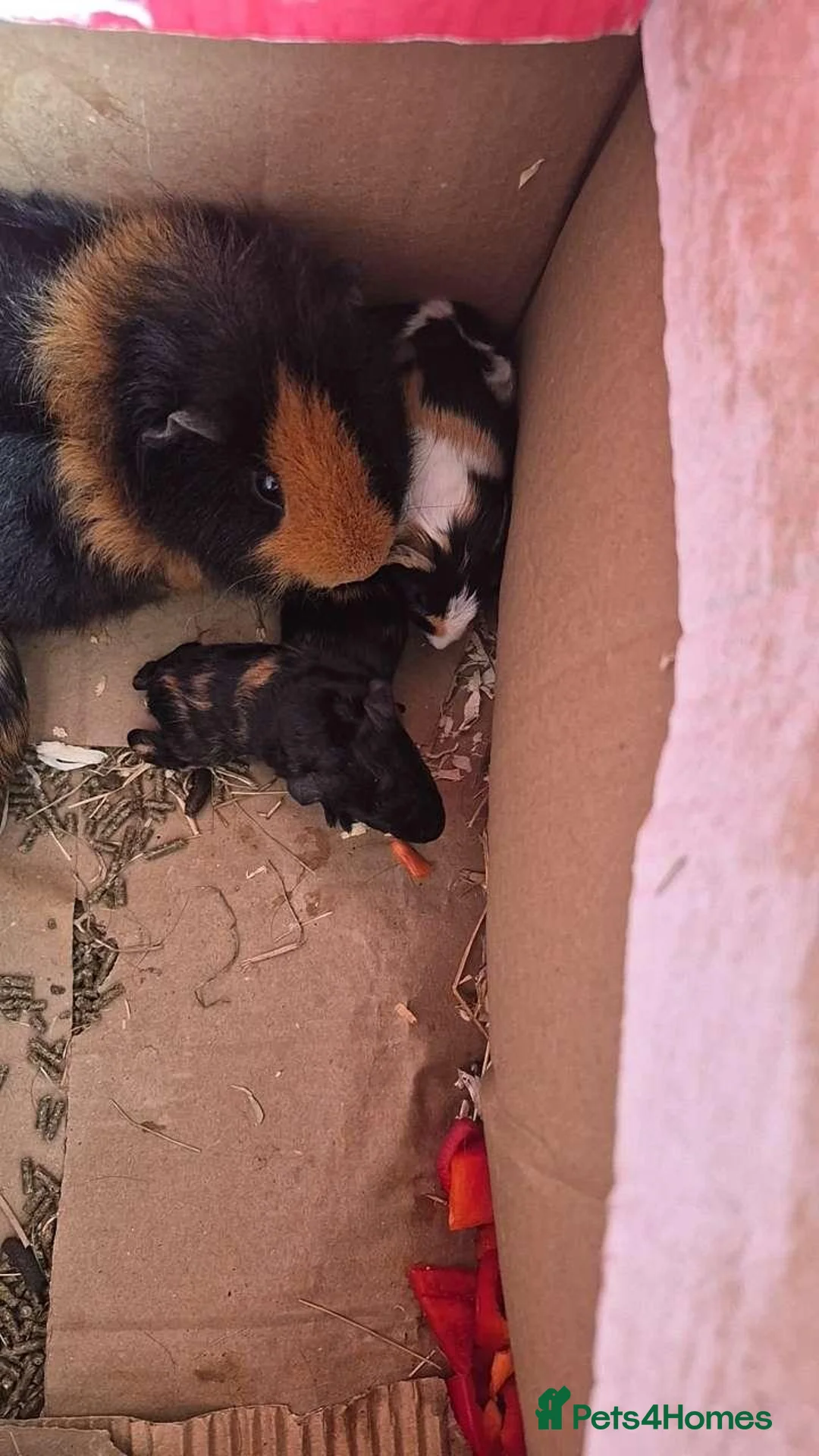 Guinea Pig rodents for sale: Guinea pigs  in Stoke-on-Trent - Advert 3