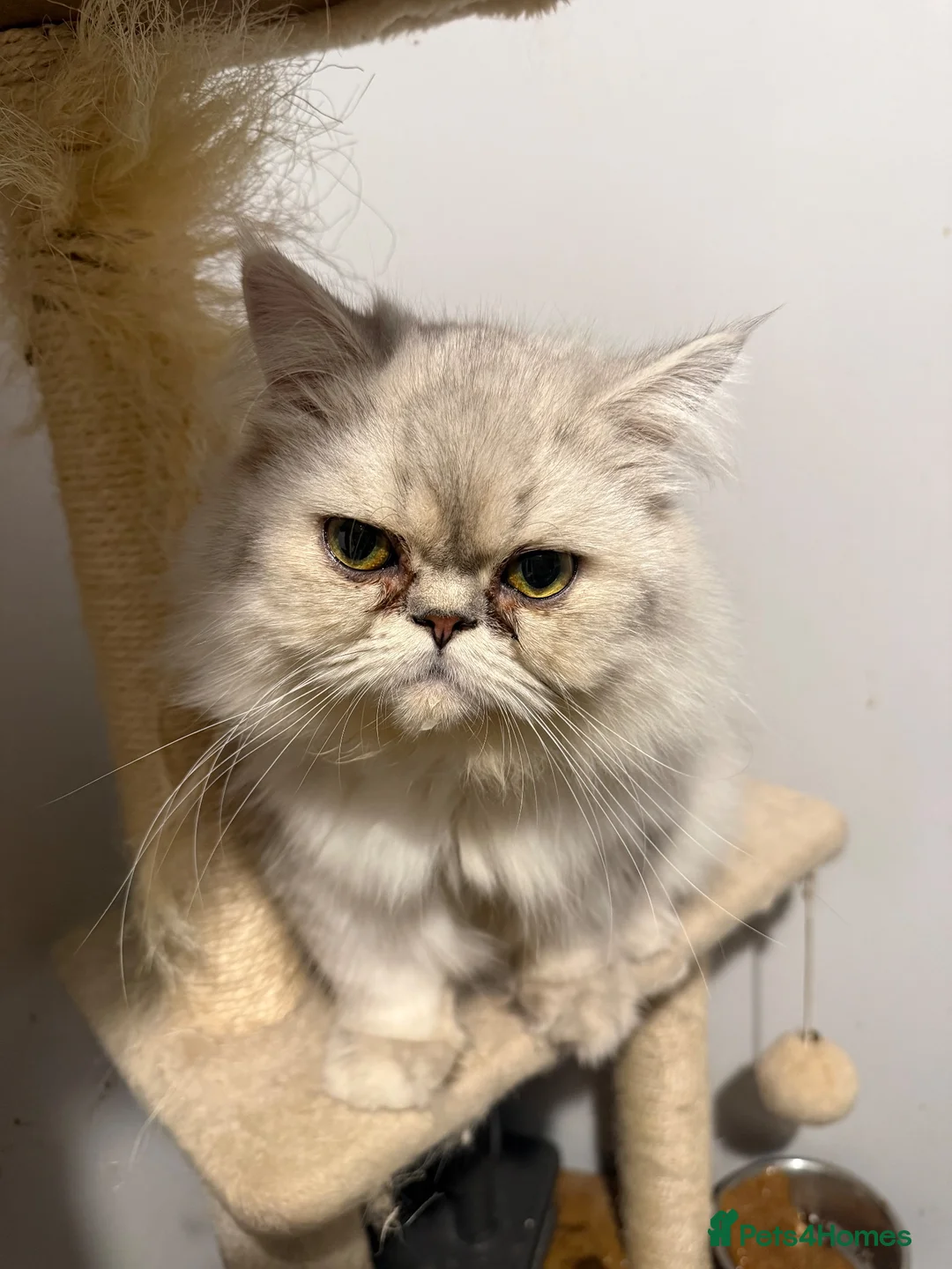 Mixed Breed cats for sale: Persian cross kitten  - Advert 5