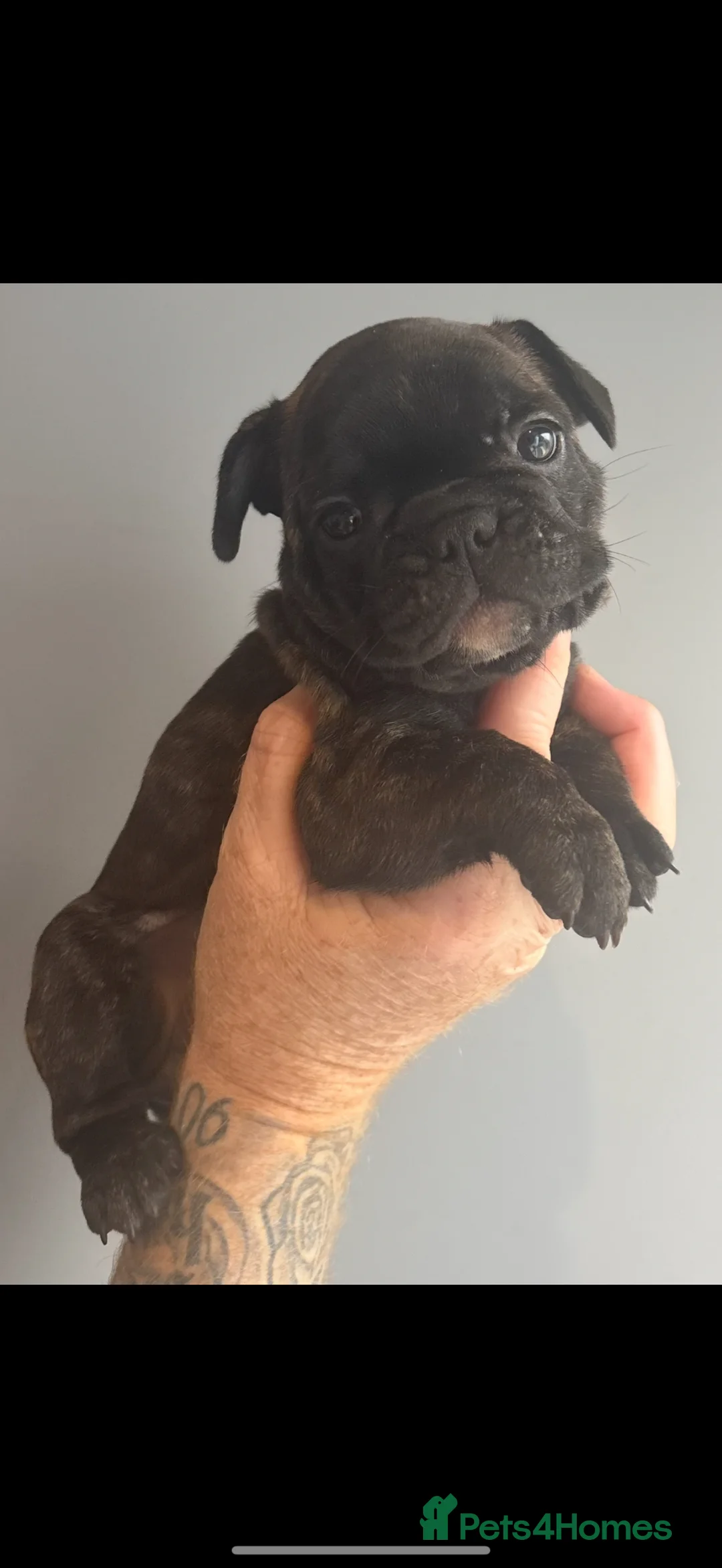 French Bulldog dogs for sale: READY NOW gorgeous velvet French bulldogs - Advert 2