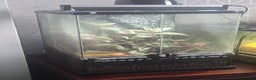 Frog reptiles for sale: Santa Isabel Dart Frogs plus enclosure - Advert 4