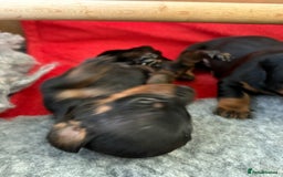 Miniature Dachshund dogs for sale: Beautiful Home Reared KC Reg Mini Daschunds - Image 15