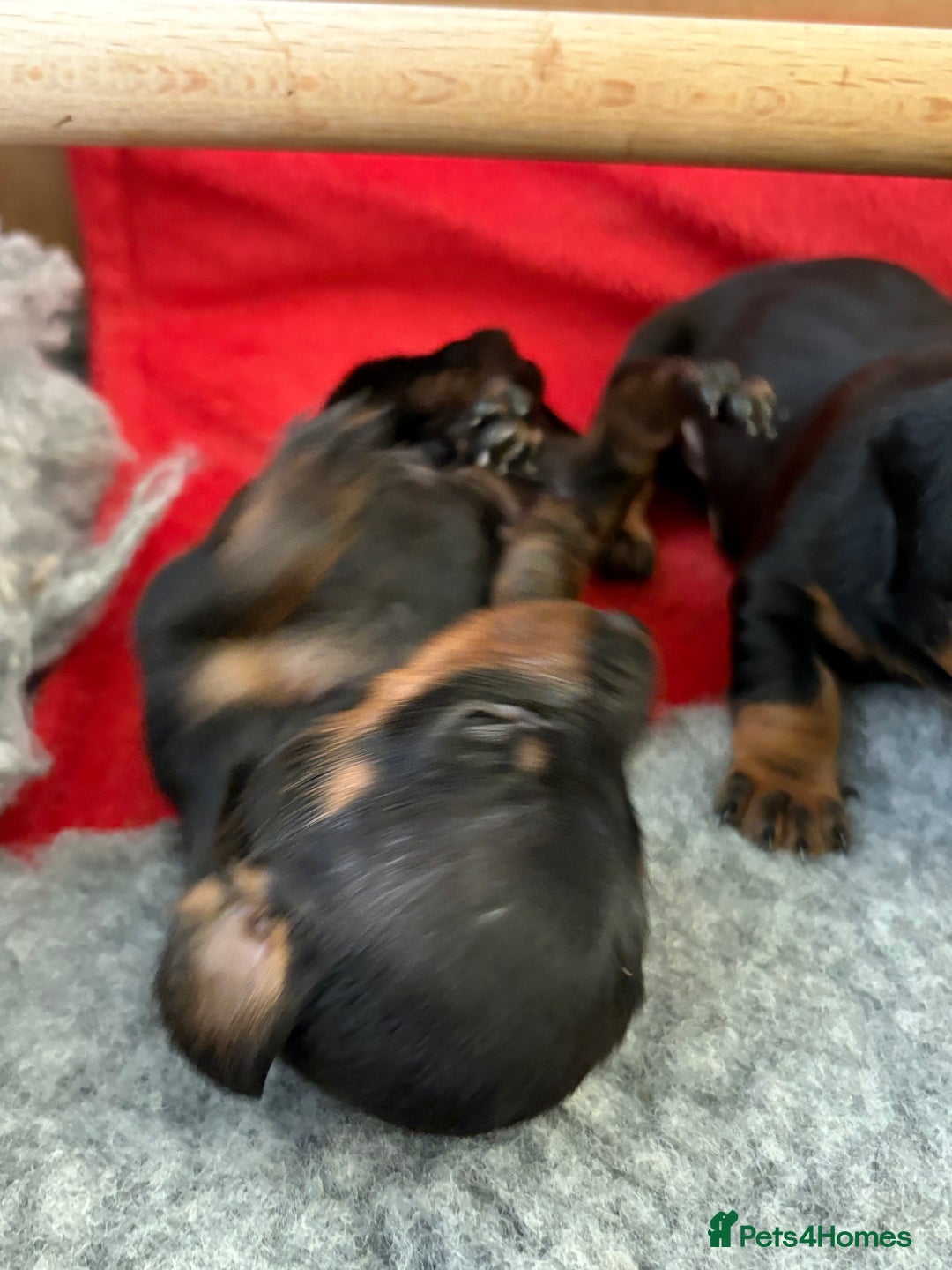 Miniature Dachshund dogs for sale: Beautiful Home Reared KC Reg Mini Daschunds - Image 15