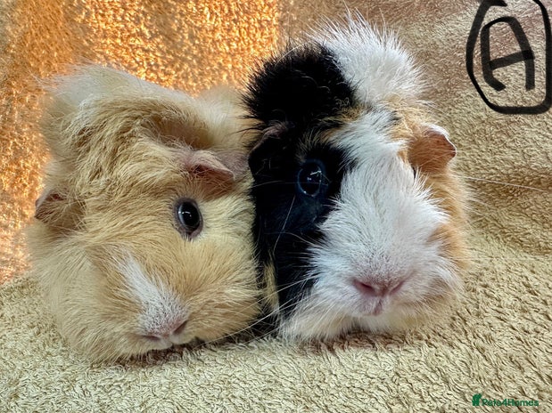 Guinea Pig rodents Various Gorgeous Guinea Pigs Available - Advert 1