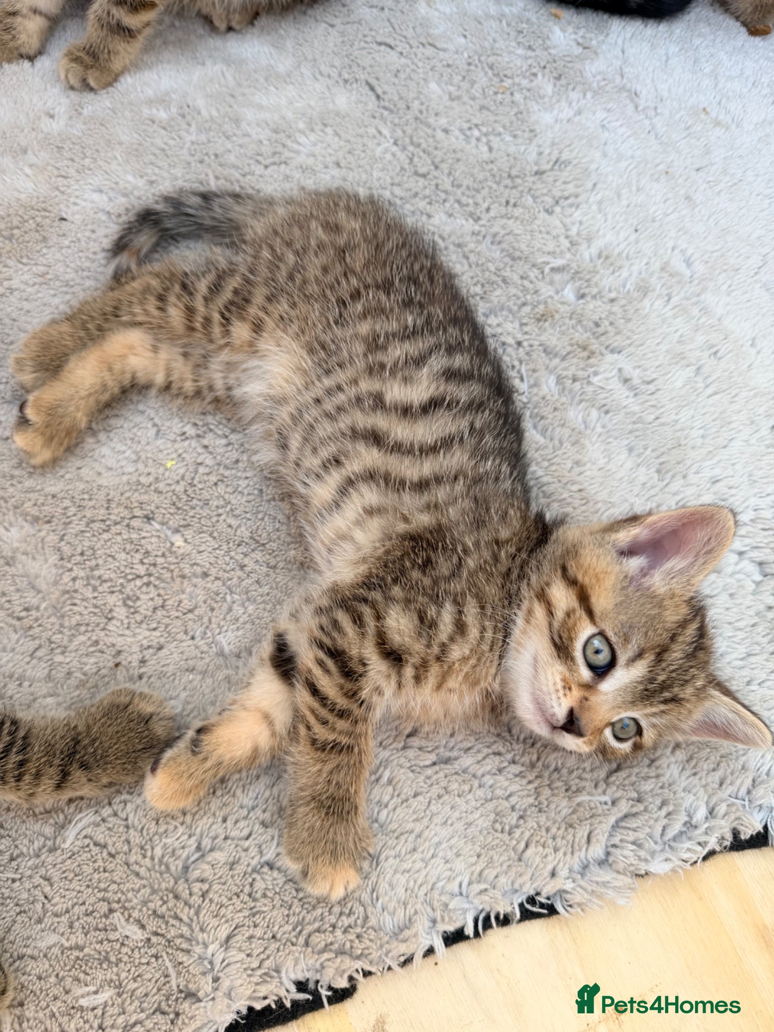 Mixed Breed cats for sale: Female tabby/bengal kitten - Advert 1