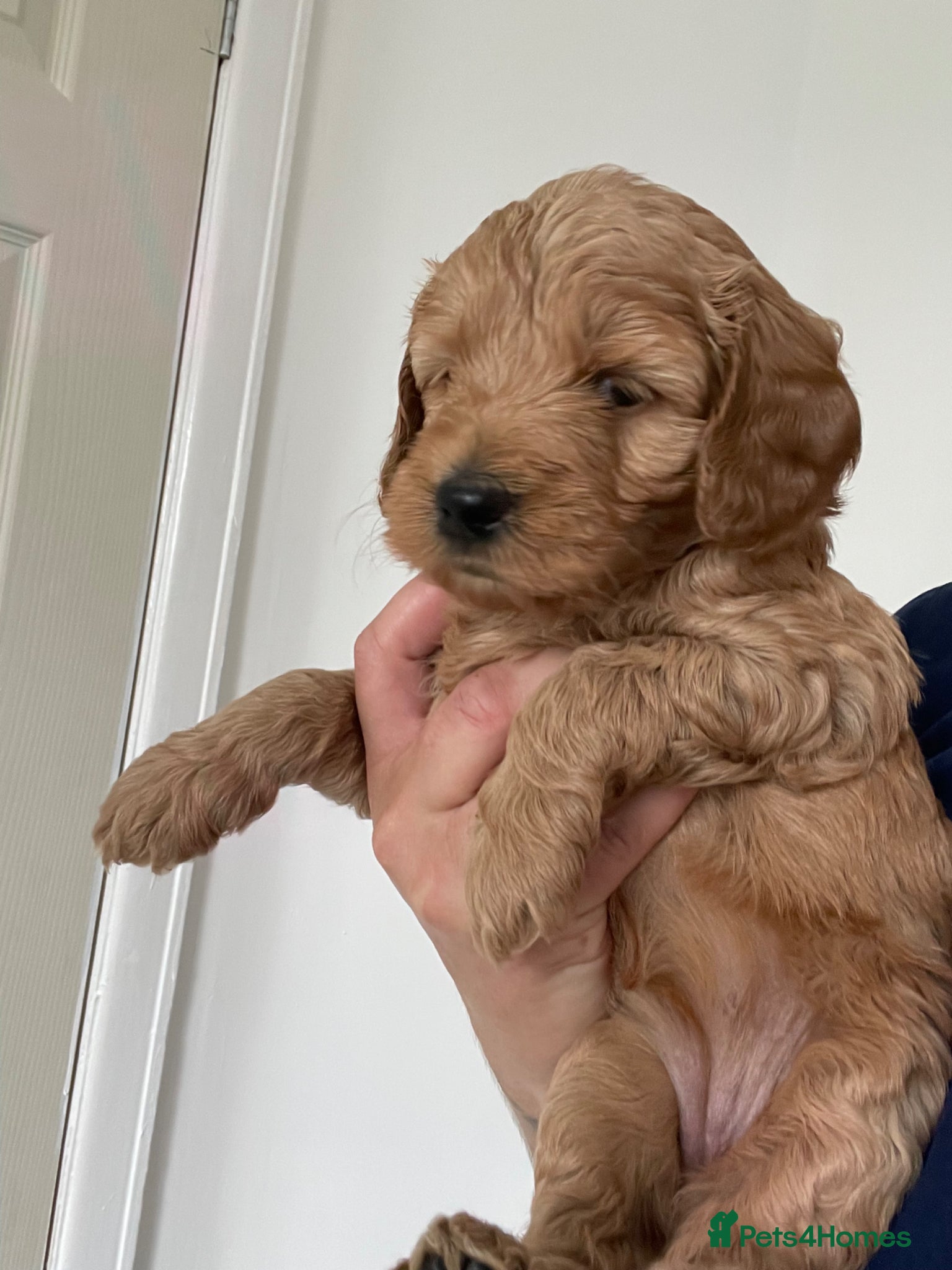 Mini Goldendoodle dogs Goldendoodle puppies  - Advert 2