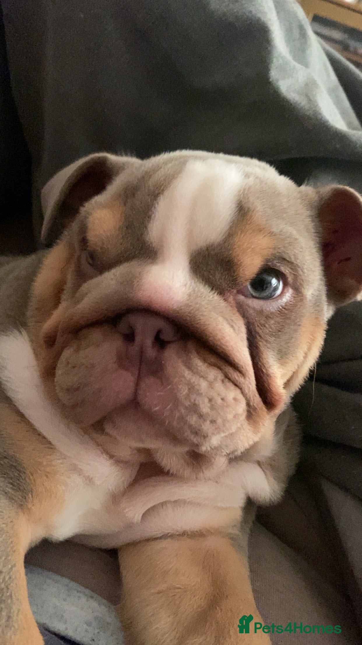 English Bulldog dogs English bulldog puppies  - Advert 22