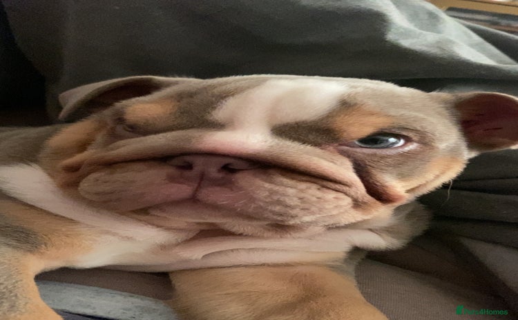 English Bulldog dogs English bulldog puppies  - Advert 4