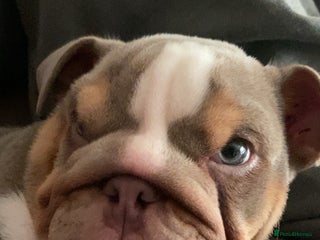 English Bulldog dogs English bulldog puppies - Advert 2