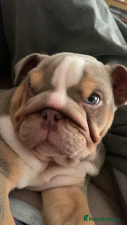 English Bulldog dogs English bulldog puppies - Advert 4