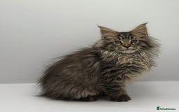 Maine Coon cats for sale: Stunning Maine coon cubs - Image 4