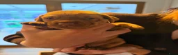 Hungarian Vizsla dogs for sale: Short haired Hungarian Viszla - Advert 2