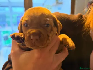 Hungarian Vizsla dogs Short haired Hungarian Viszla - Advert 5