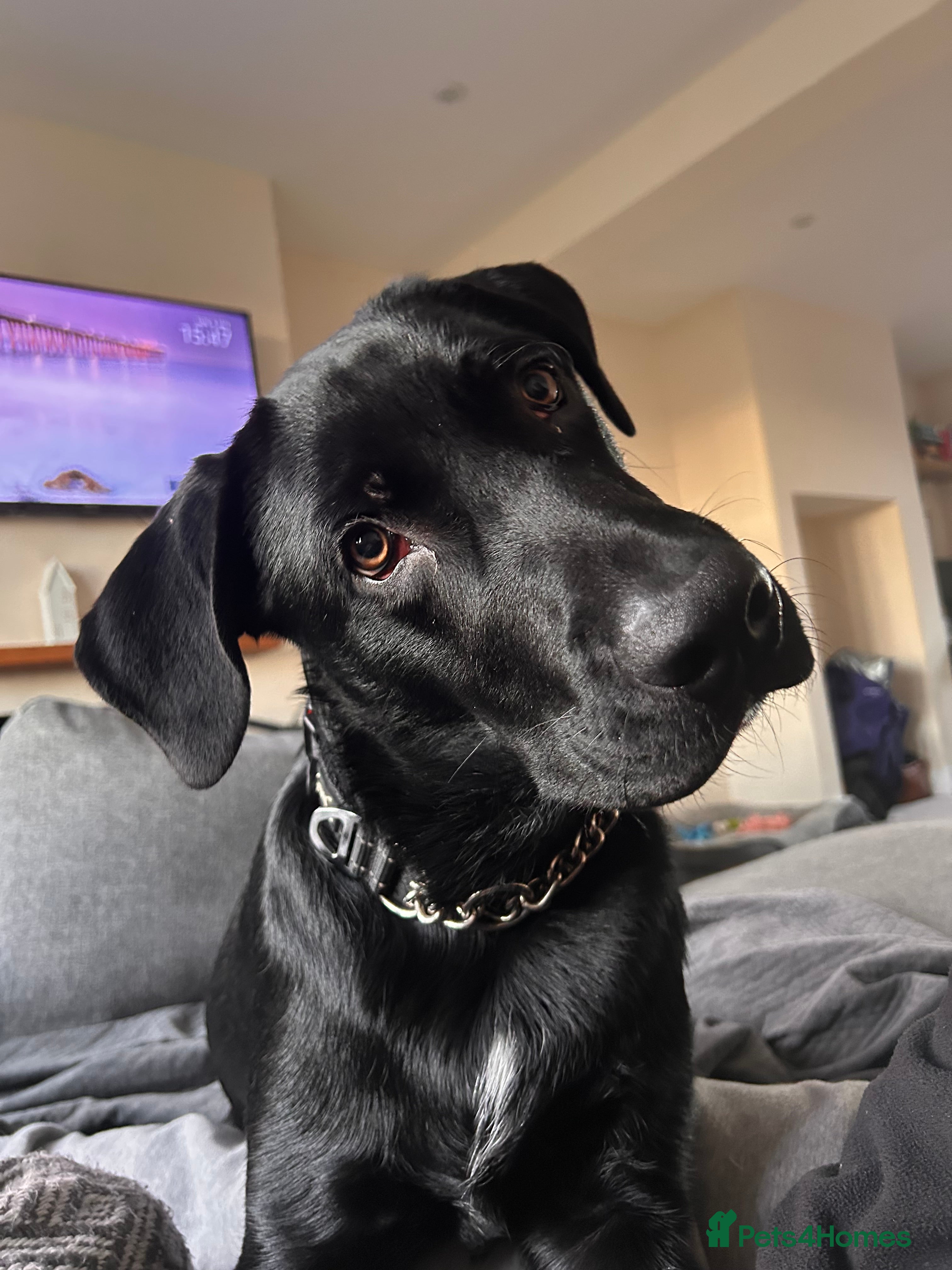 Mixed Breed dogs Well trained 6 month Sheprador Pup “Bear” - Advert 4