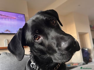 Mixed Breed dogs Well trained 6 month Sheprador Pup “Bear” - Advert 6