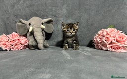 Mixed Breed cats for sale: Ragdoll mixed kittens Grey. Tabby. Speckled. Black - Advert 8