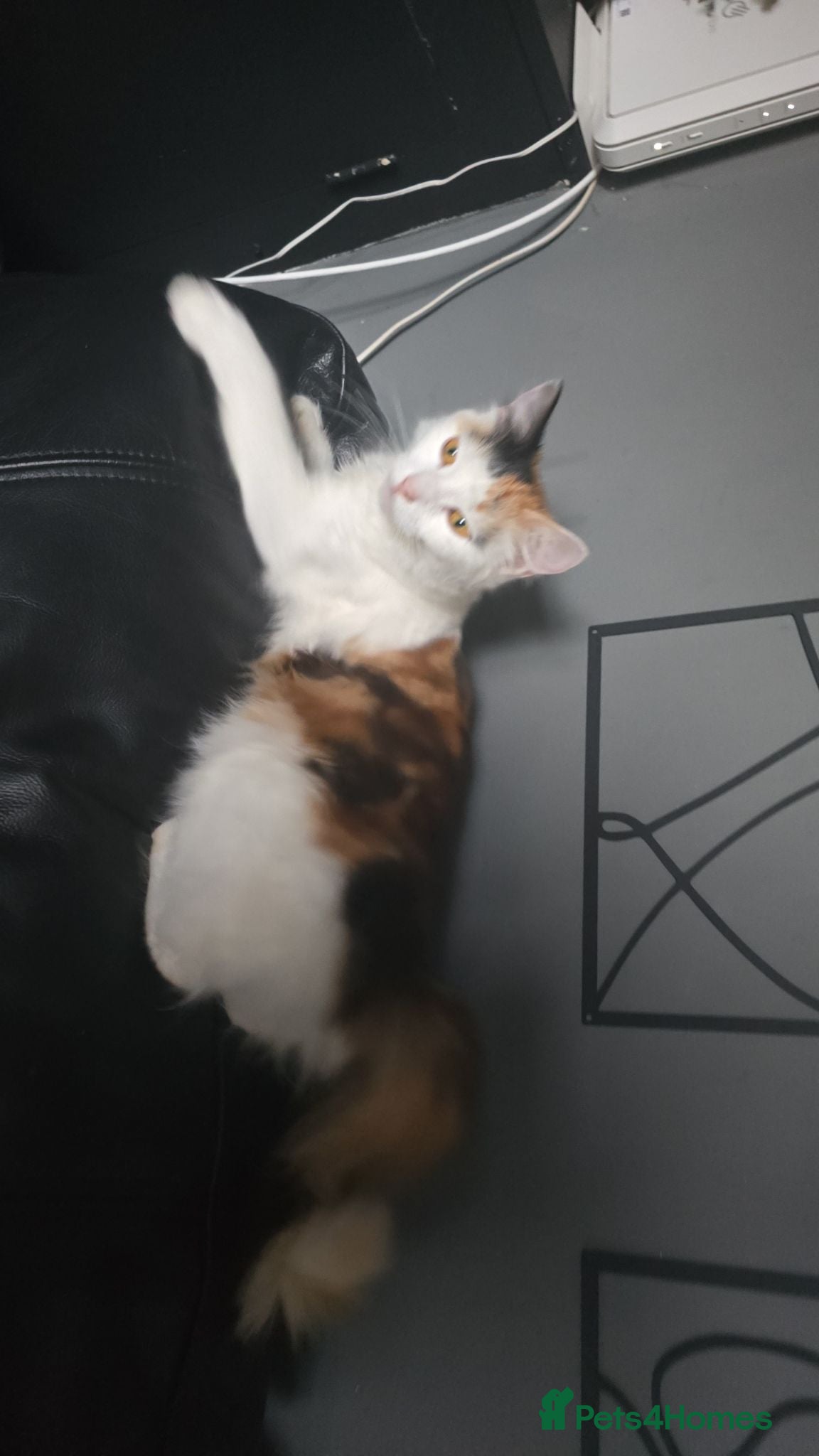 Mixed Breed cats Kittens for sale - Advert 5