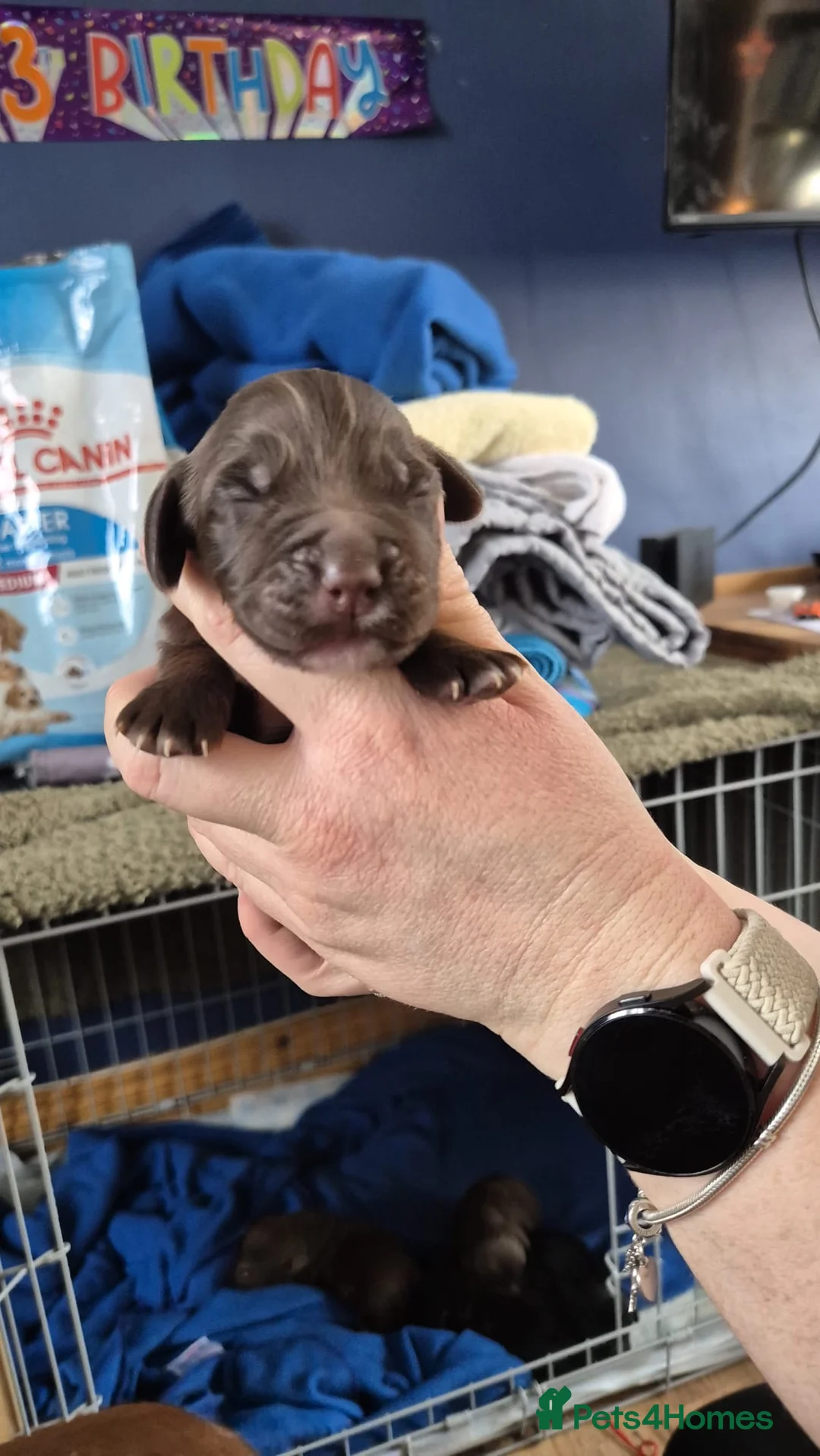 Cocker Spaniel dogs for sale: Cocker Spaniel - Advert 10