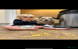 American Bully dogs for sale: One year old male Pocket Bully - Image 5