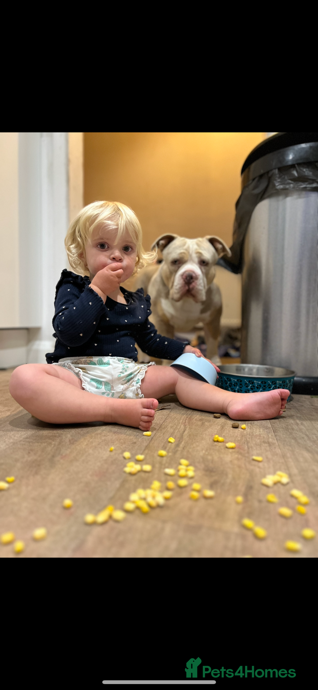 American Bully dogs for sale: One year old male Pocket Bully - Image 5