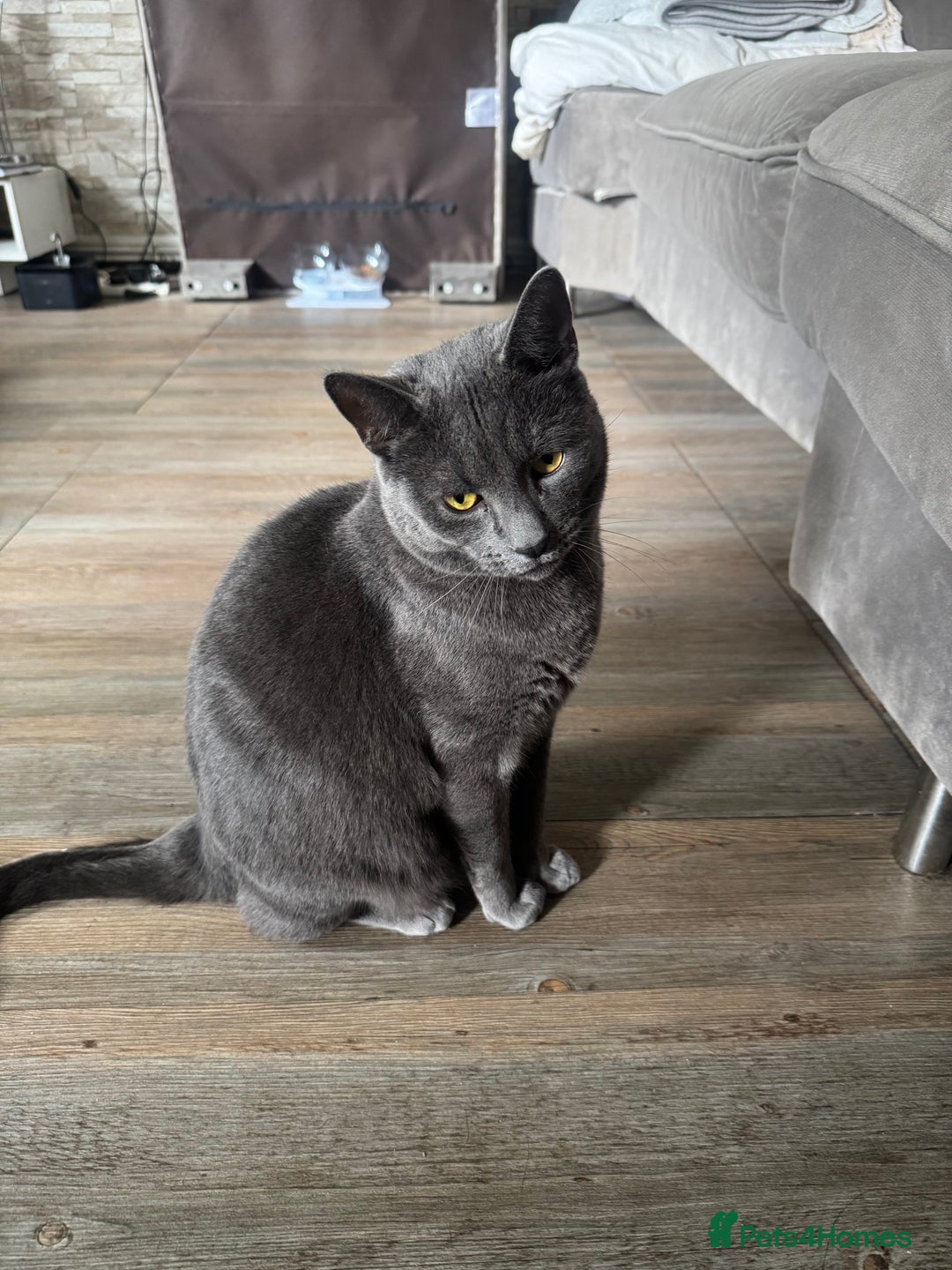 British Longhair cats for sale: British long hair Cat - Image 4