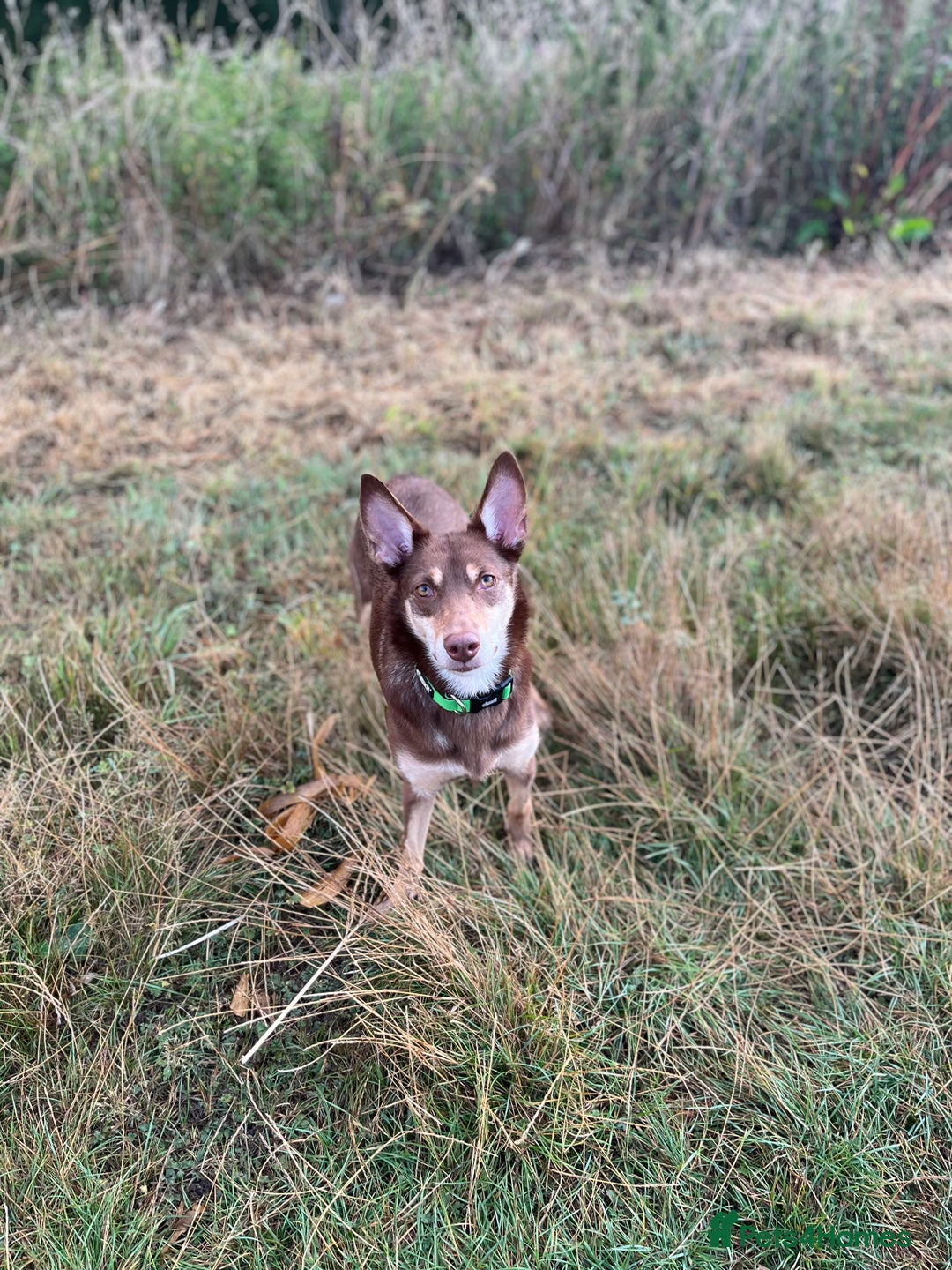 Australian Kelpie dogs for sale: Kelpie looking for new home - Image 3